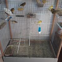 Uccelli