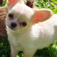 Cucciolo piccola taglia