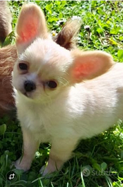 Cucciolo piccola taglia