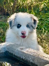 Cuccioli di border collie