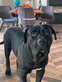 Monta cane corso