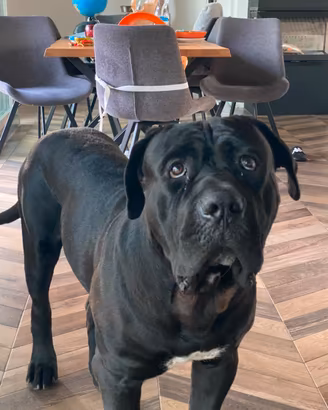 Monta cane corso