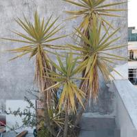 Pianta da terrazzo 