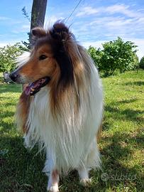 Pastore scozzese scotch collie