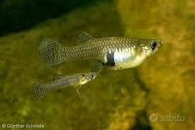 Gambusia pesci laghetto acquario