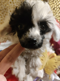 Piccolo batuffolo di barboncino mini Toy