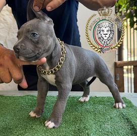 Pitbull