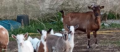 Capre saneen primo parto