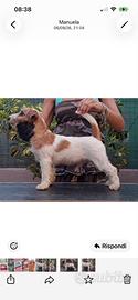 Cuccioli jack russell terrier