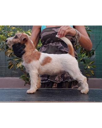 Cuccioli jack russell terrier