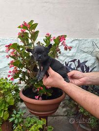 Bulldog Francese