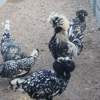 Galline padovane ciuffate