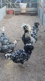 Galline padovane ciuffate