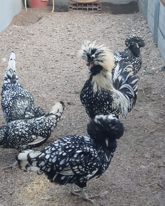 Galline padovane ciuffate