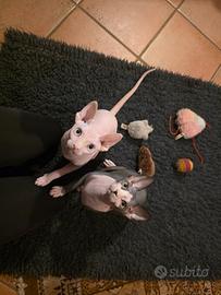 Maschietti con pedigree