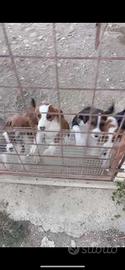 Cani cucciolo segugio maremmano