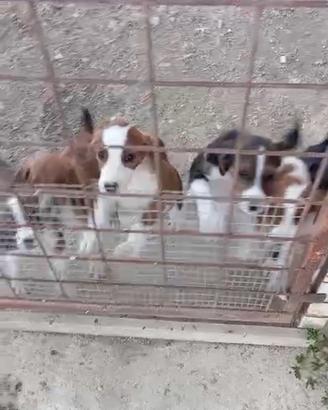 Cani cucciolo segugio maremmano