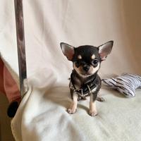 Chihuahua maschio con pedigree enci