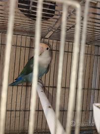 Inseparabile femmina