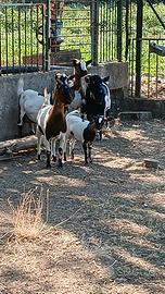 Capretta Tibetana a Salerno