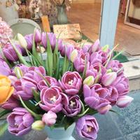 Fascio di tulipani (viola)