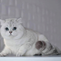 Gatto British per accoppiamento monta Scottish