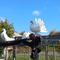 Colombi pavoncelle bianche