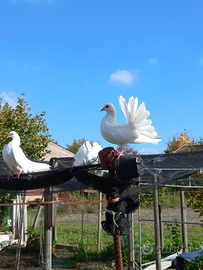 Colombi pavoncelle bianche