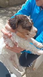 Cuccioli di Lagotto