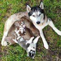 Cuccioli siberian husky