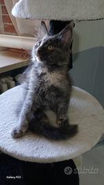 Maine coon