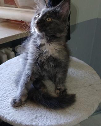 Maine coon