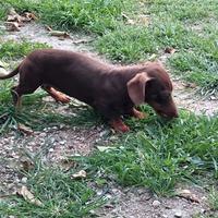 Bassotto femmina cioccolato di sei mesi