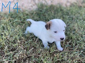 Cuccioli Jack Russell Terrier