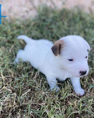 Cuccioli Jack Russell Terrier