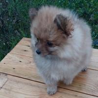 Volpino della Pomerania