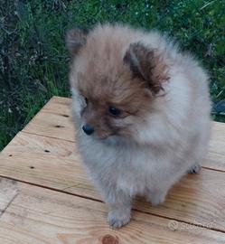 Volpino della Pomerania