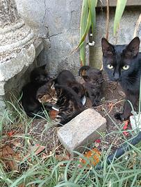 Cucciolata di quattro gattini