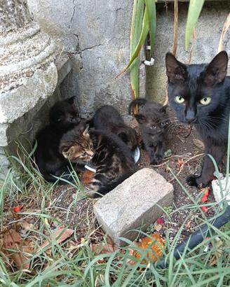 Cucciolata di quattro gattini