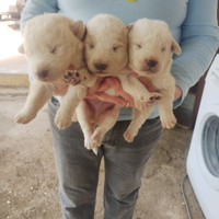 Cucciolata di maremmani abruzzesi disponibili dal