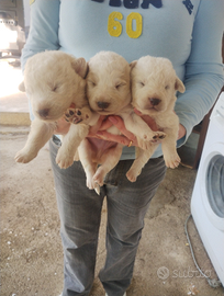 Cucciolata di maremmani abruzzesi disponibili dal