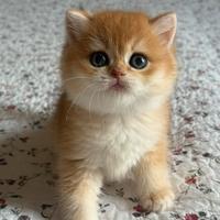 British shorthair black golden ny12