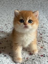 British shorthair black golden ny12