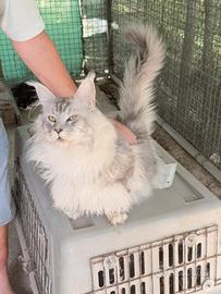 Cucciolo maine coon maschio