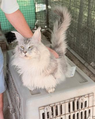 Cucciolo maine coon maschio