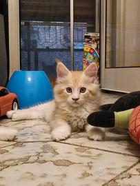 Cuccioli di Maine Coon razza europea