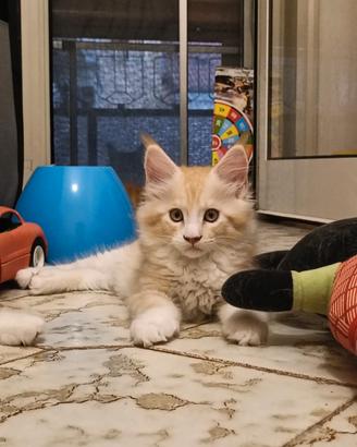 Cuccioli di Maine Coon razza europea