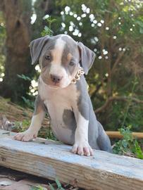 Pitbull tricolor e blue nose