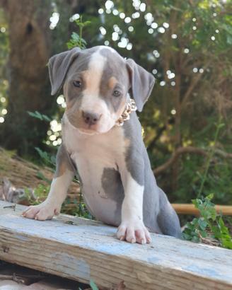 Pitbull tricolor e blue nose