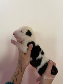 Cucciola di bull terrier